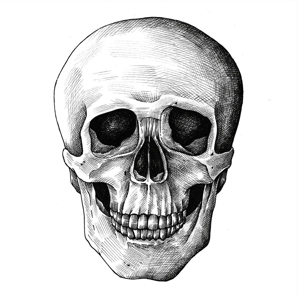 Hand drawn human skull isolated