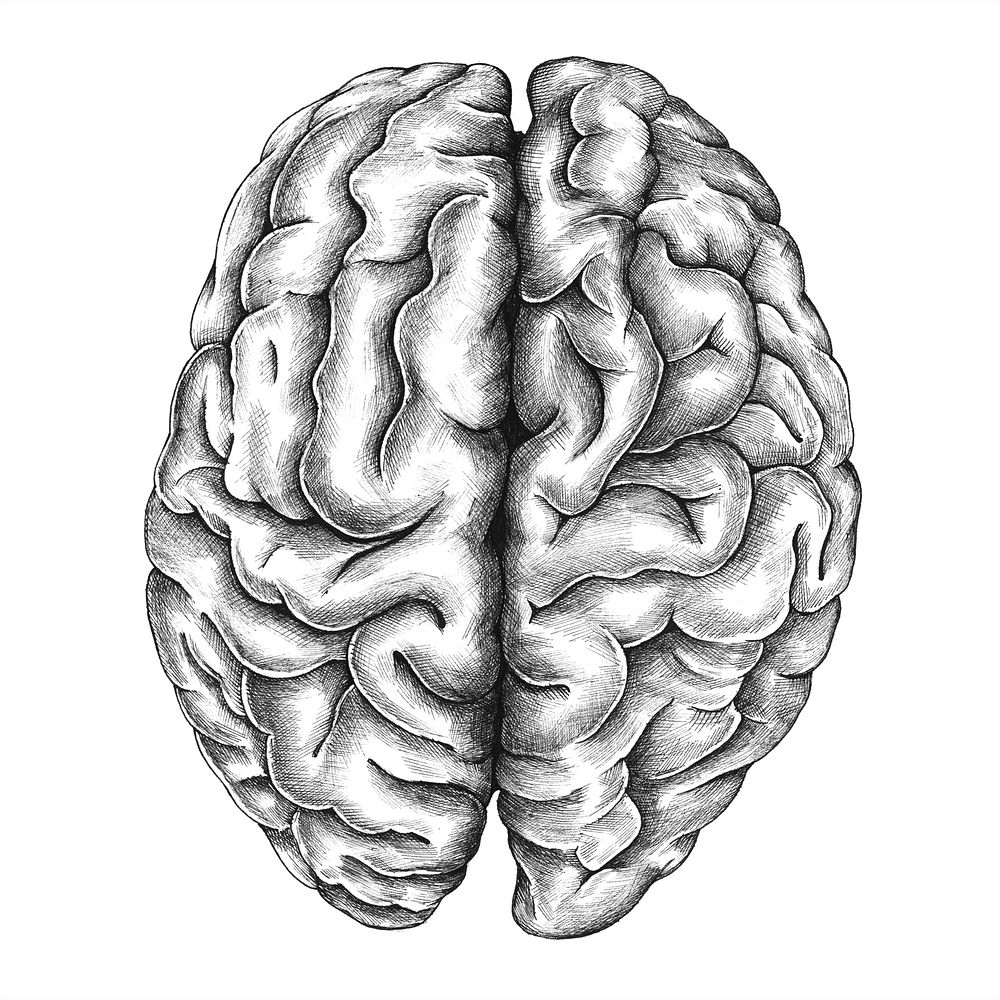 Brain internal organ vintage style illustration