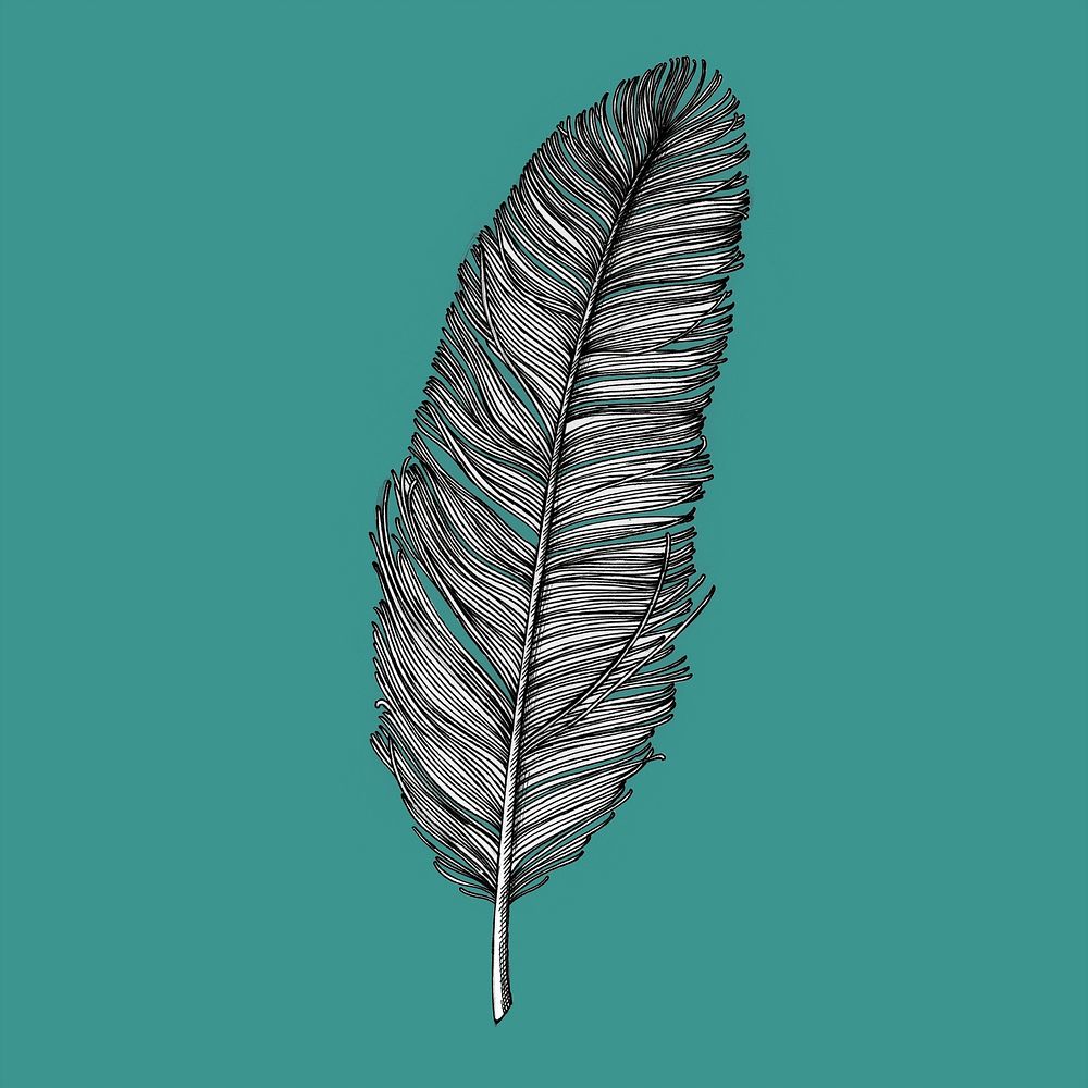 Hand drawn feather isolated on background