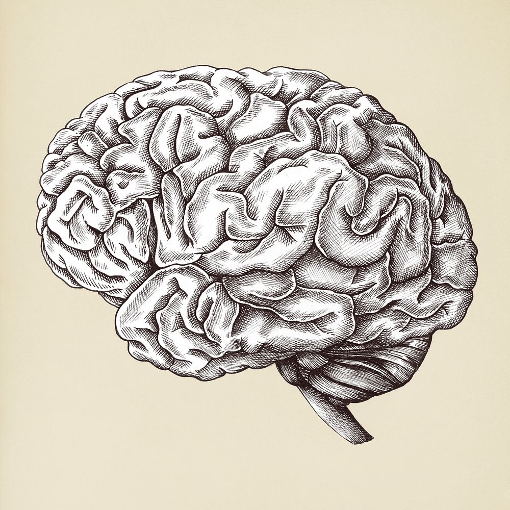 Hand drawn human brain isolated on background