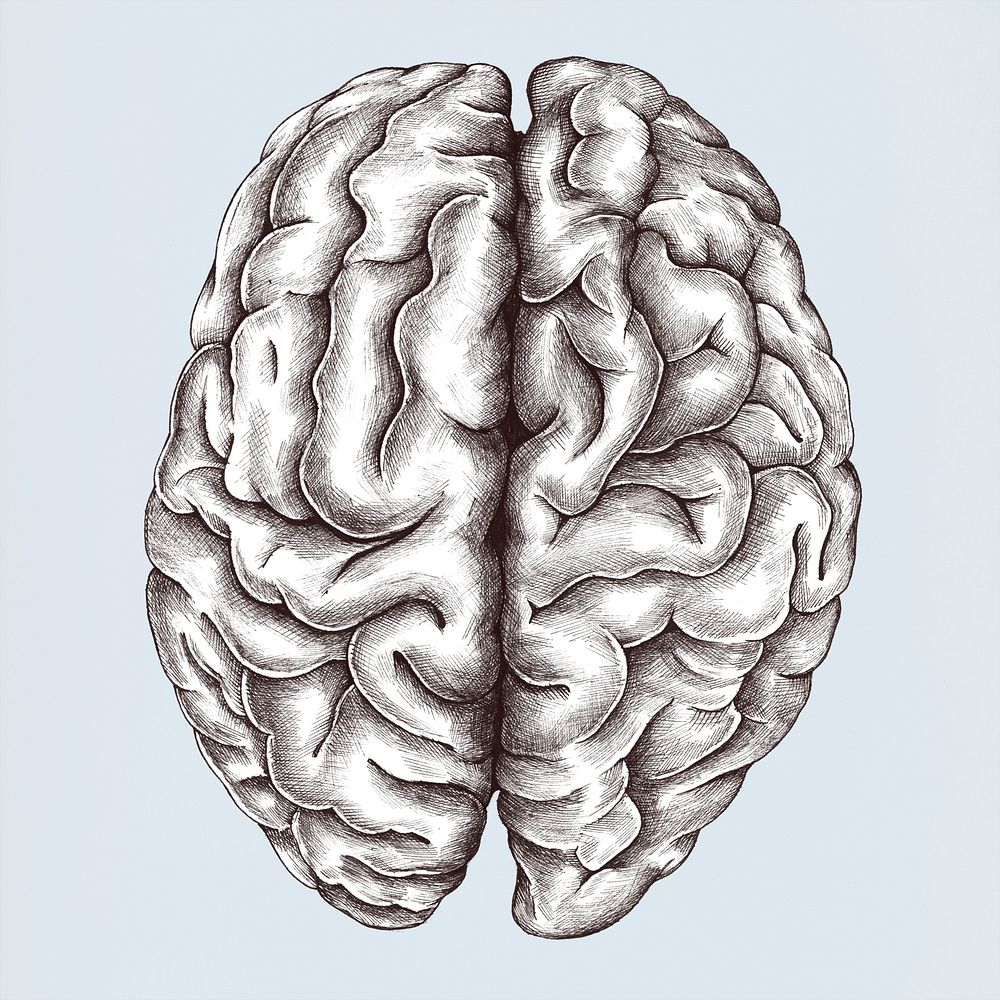 Hand drawn human brain isolated on background
