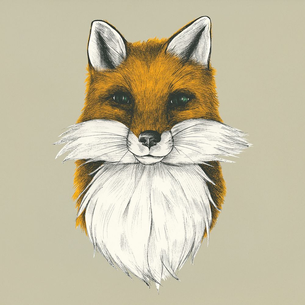 Hand drawn fox isolated on background
