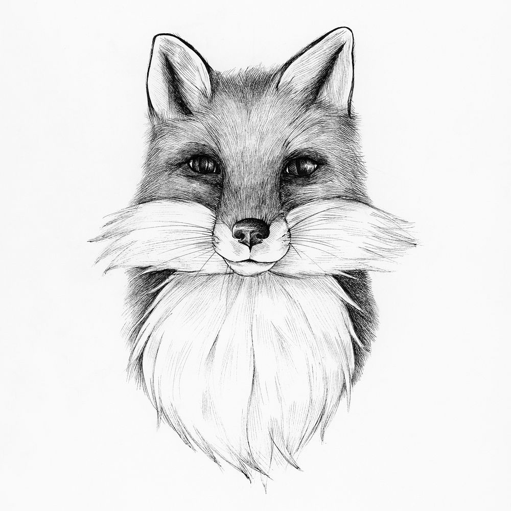 Hand drawn fox isolated on background
