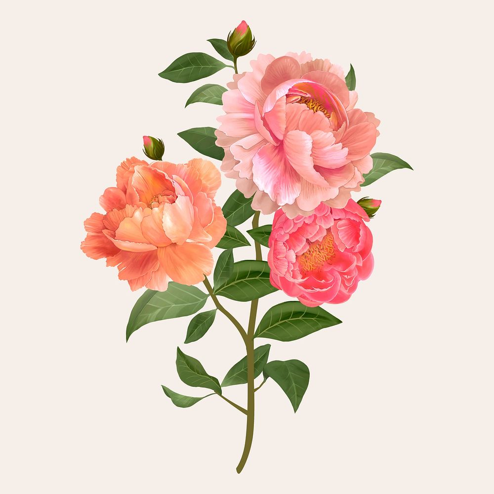 Beautiful peony flowering plant illustration