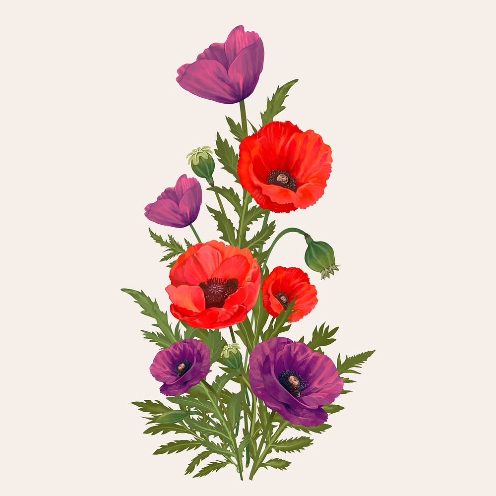 Beautiful poppy flowering plant illustration