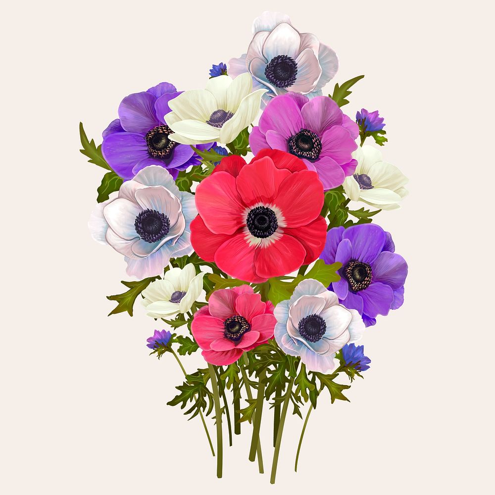 Beautiful anemone flowering plant illustration