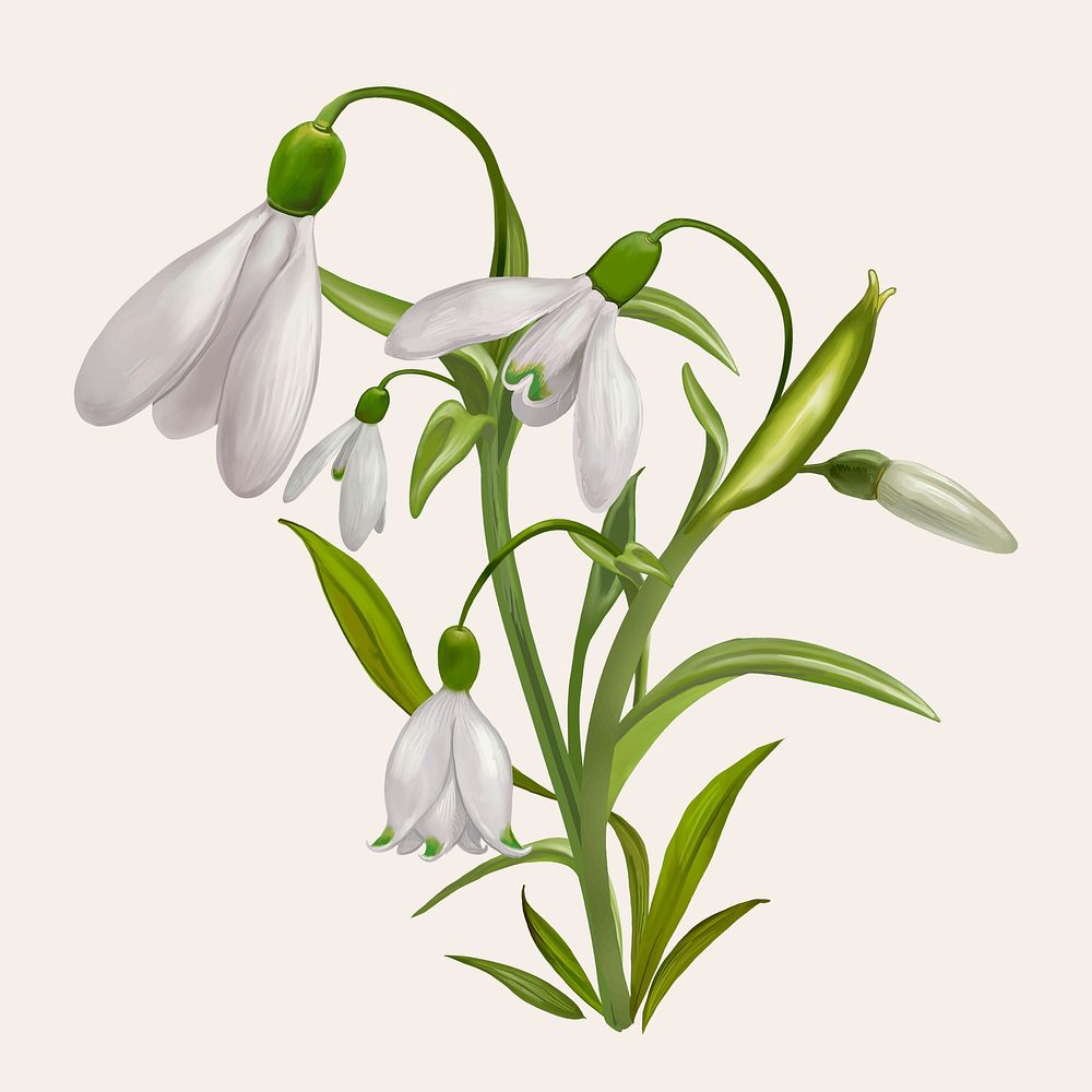 Beautiful snowdrop flowering plant illustration