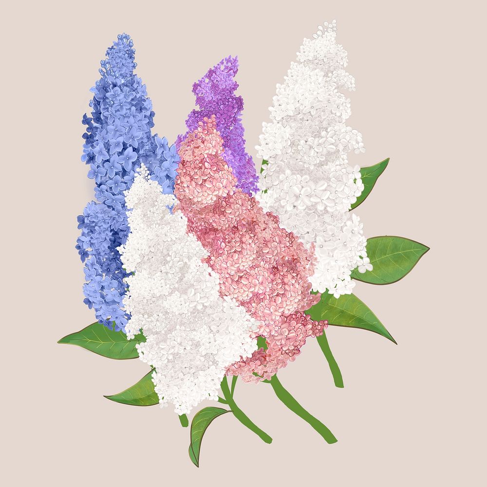 Beautiful lilac flowering plant illustration
