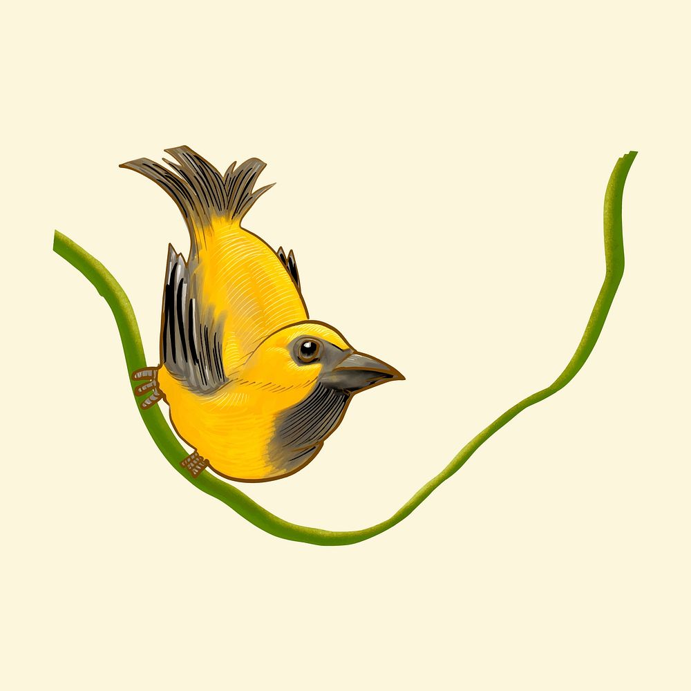 Hand drawn golden finch isolated