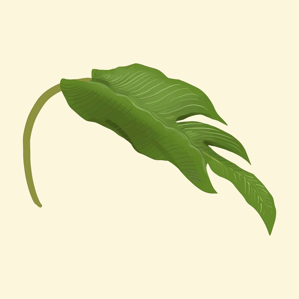 Hand drawn plant leaf isolated