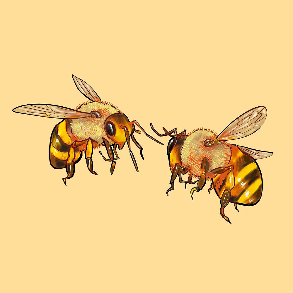 Illustration of two cute bees
