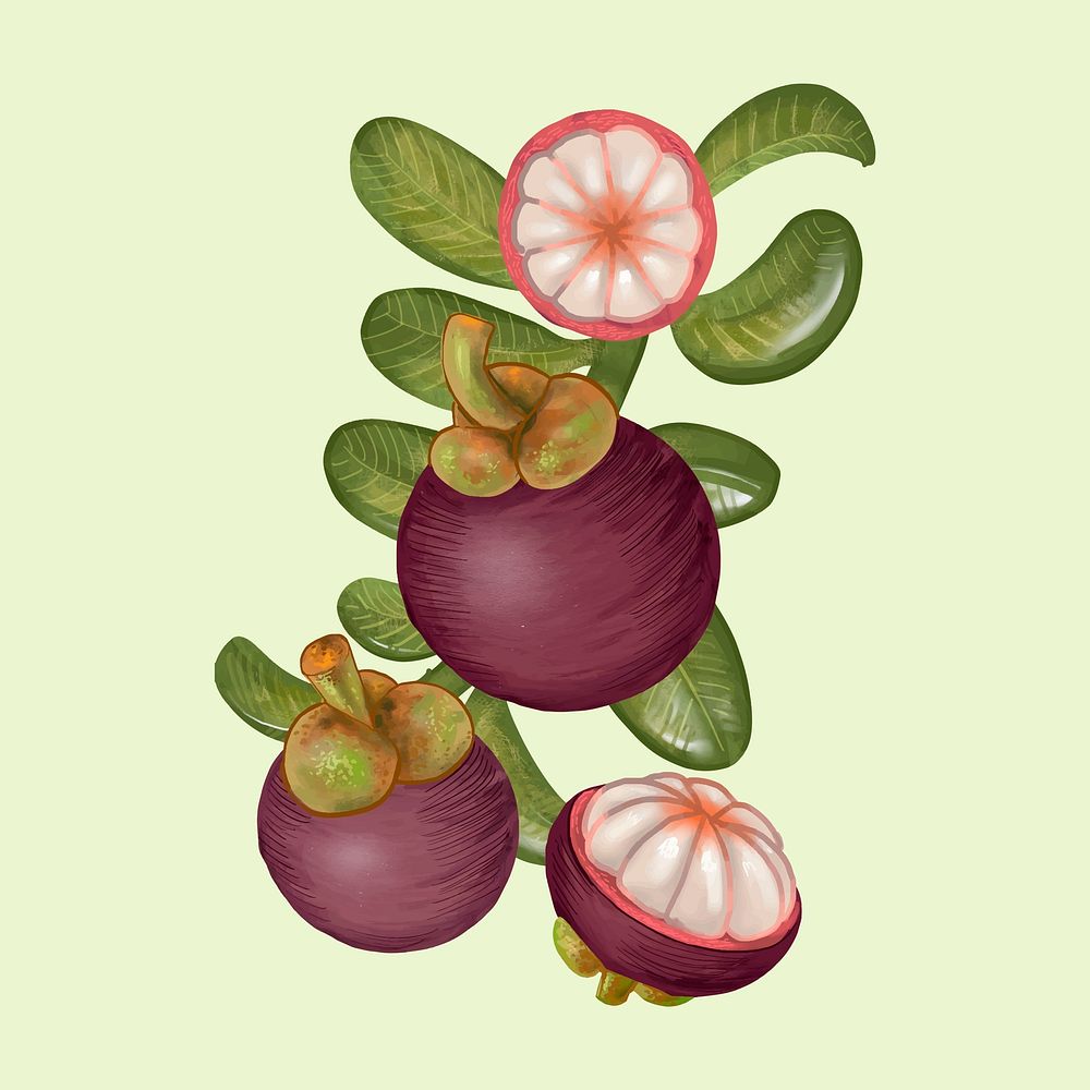 Drawing of mangosteens