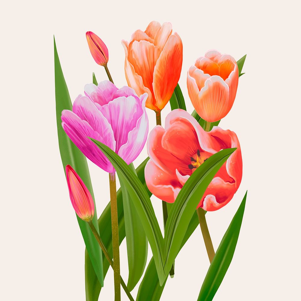 Illustration drawing of Tulip flowers