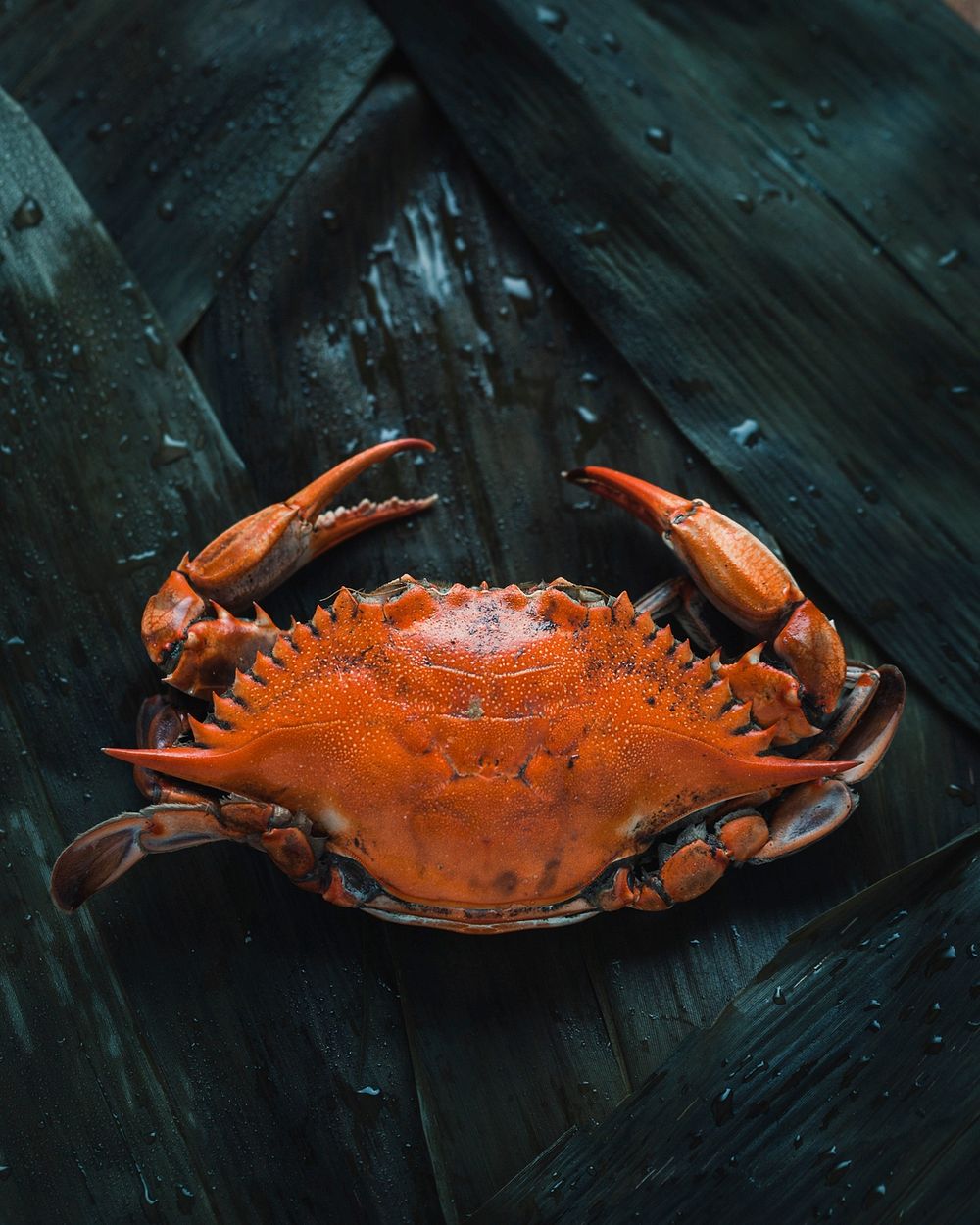 Free soft shell crab image, public domain nature CC0 photo.