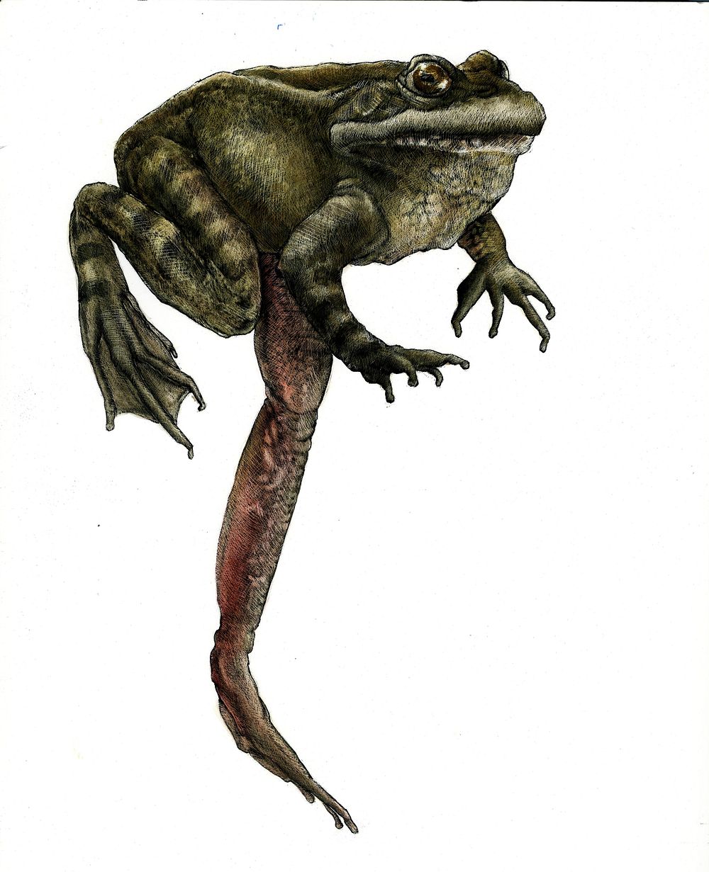 Red-legged frog jumping colored pencil drawing. Original public domain image from Flickr