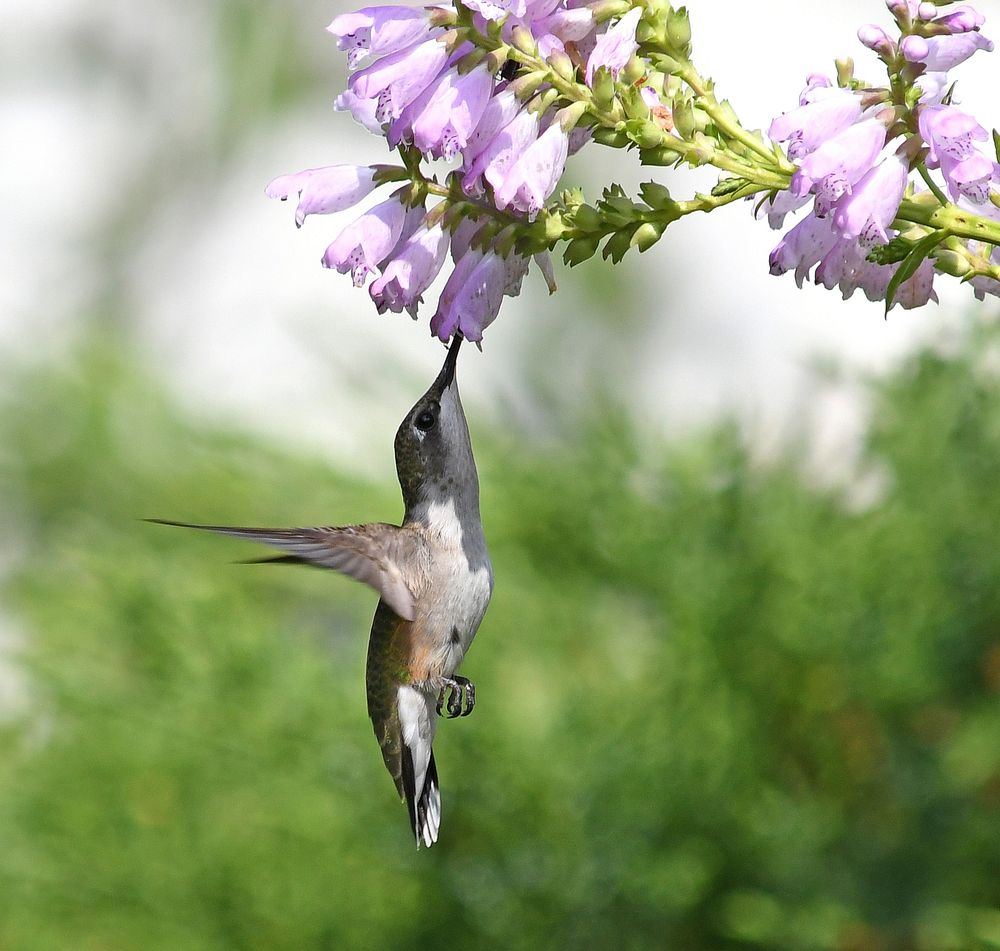 Ruby-throated hummingbird feeding from an obedient plant. Obedient plants bloom from August to October and can grow up to…