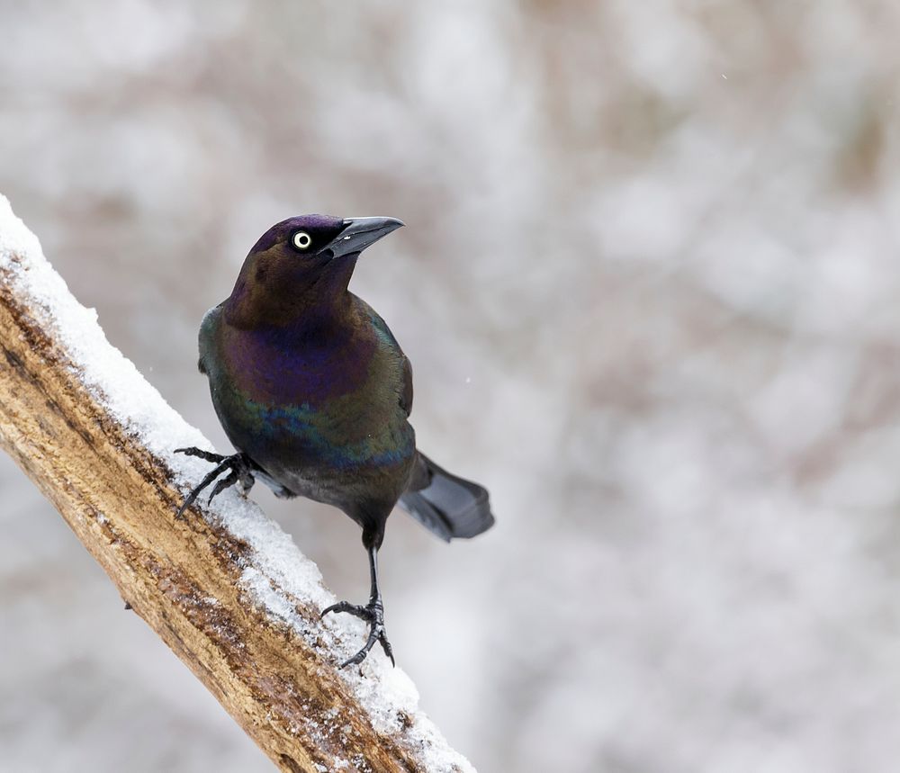 Dealing with persistent grackles at bird feeders