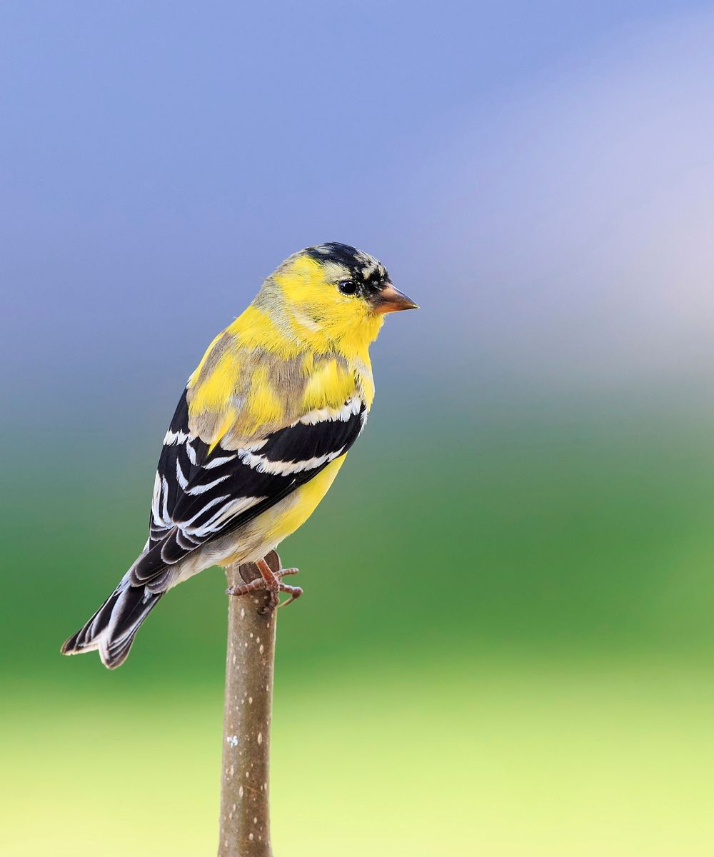 Yellow Goldfinch Images Free Photos Png Stickers Wallpapers