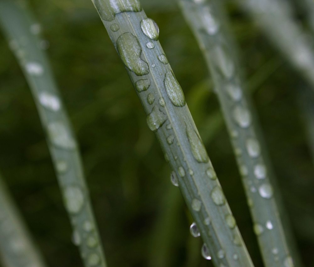 Raindrops on leaves. Original public domain image from Flickr