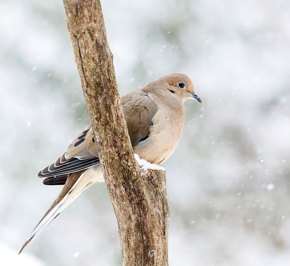 Mourning dove in snow. Free public domain CC0 image.