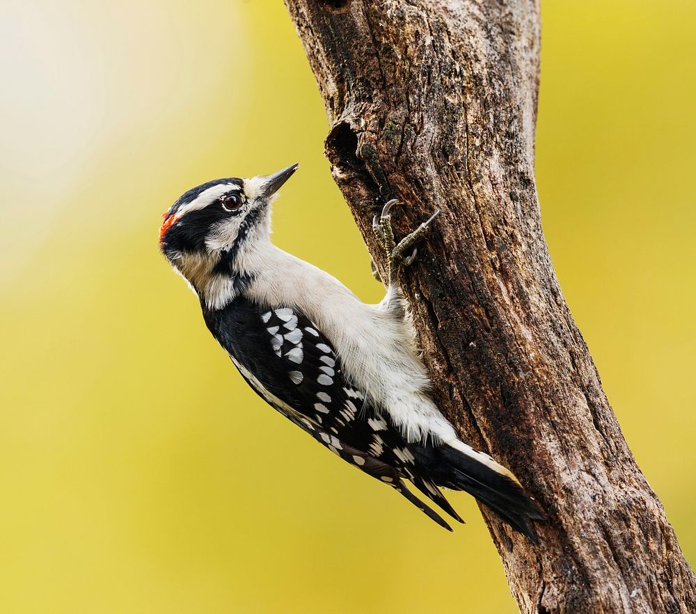 Downy woodpecker, male bird. Free public domain CC0 photo.