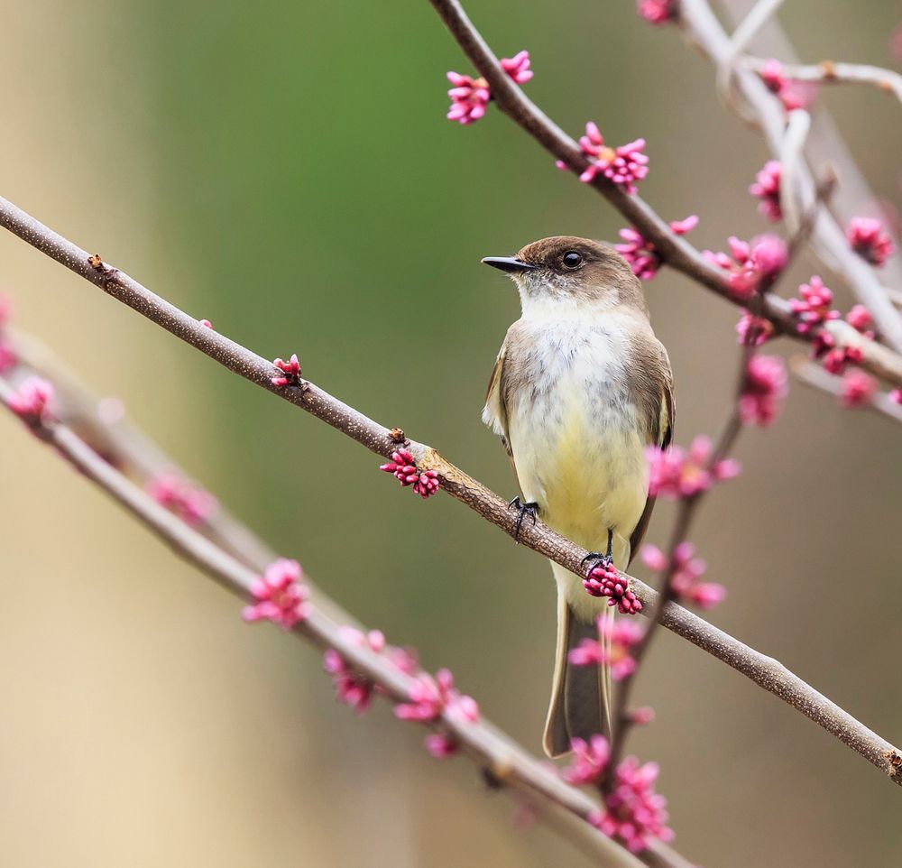 Eastern phoebe bird. Free public domain CC0 photo.