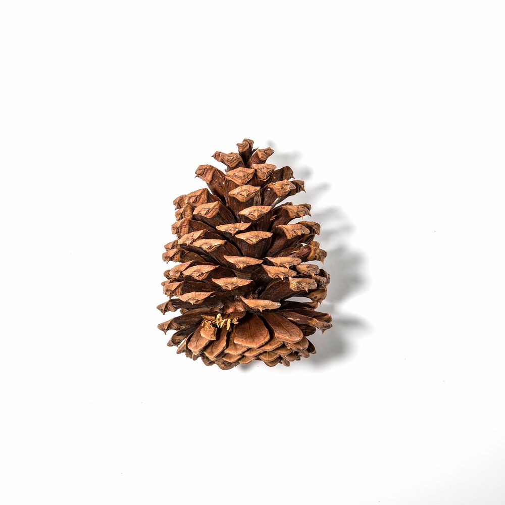 Ponderosa pine (Pinus ponderosa). Original public domain image from Flickr