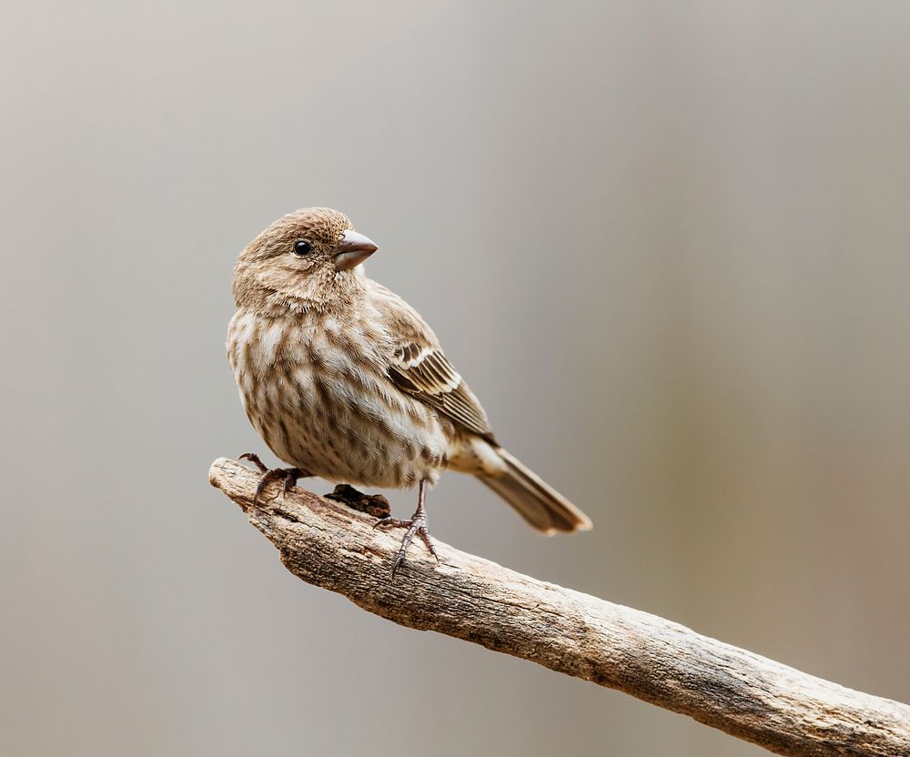 House finch bird. Free public domain CC0 image.