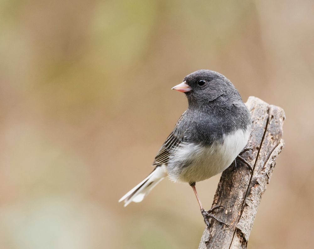 Dark-eyed junco bird. Free public | Free Photo - rawpixel