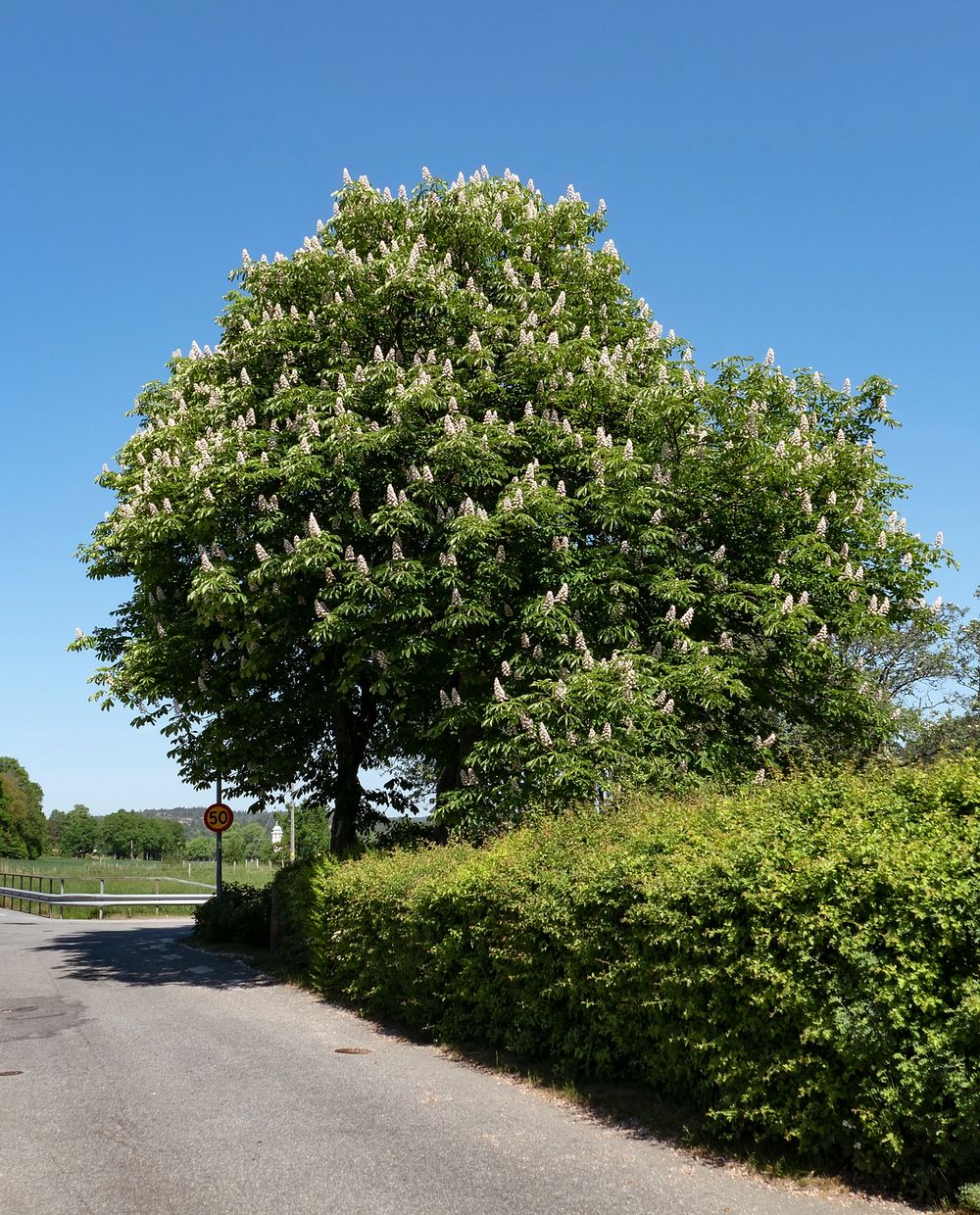Horse chestnut trees in Brodalen 1