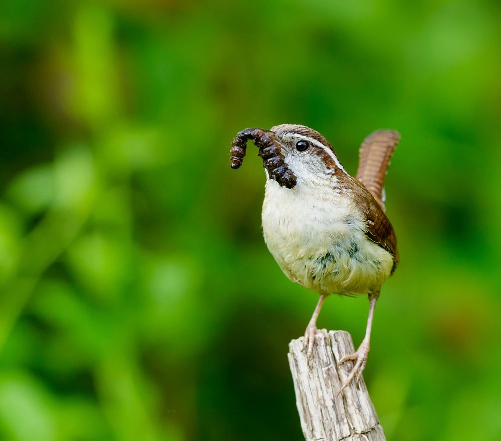 Carolina wren bird. Free public domain CC0 photo.