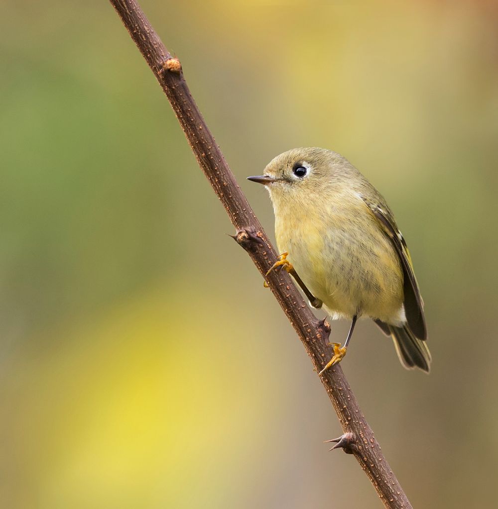 Ruby-crowned kinglet bird. Free public domain CC0 image.