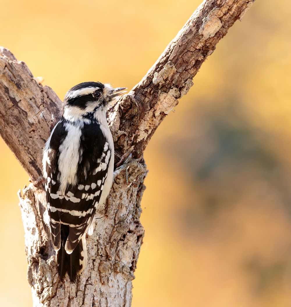 Downy woodpecker bird. Free public domain CC0 photo.