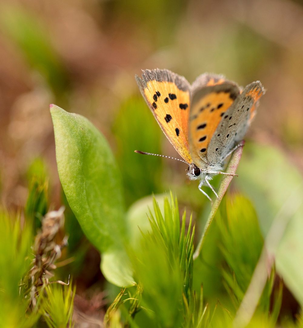 American Copper Butterfly. Free public domain CC0 photo.