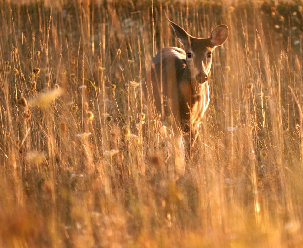 White tailed deer, animal background. Free public domain CC0 photo.