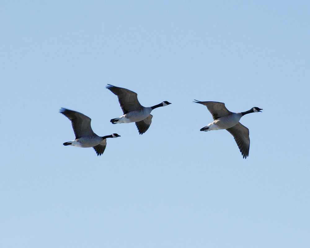 Canada geese are one of the species posing the greatest risk to aircraft due to their large size, flocking behavior, and…