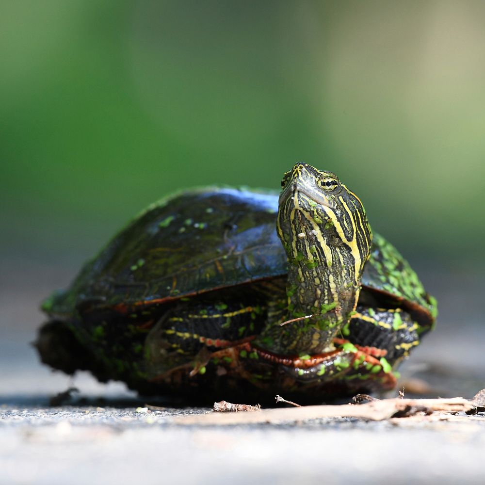 Painted Turtle. Original public domain image from Flickr