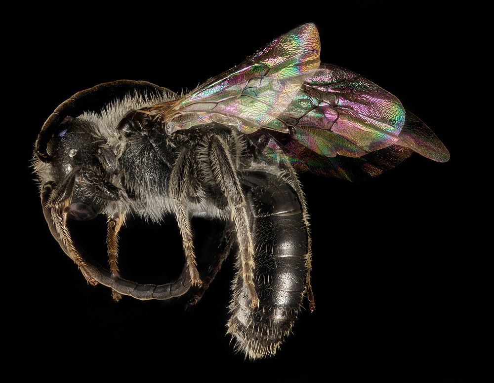 Lasioglossum inconditum, M, Side, WY, Lincoln County_2014-07-14-18.13Lasioglossum inconditum is an alpine bee ranging…