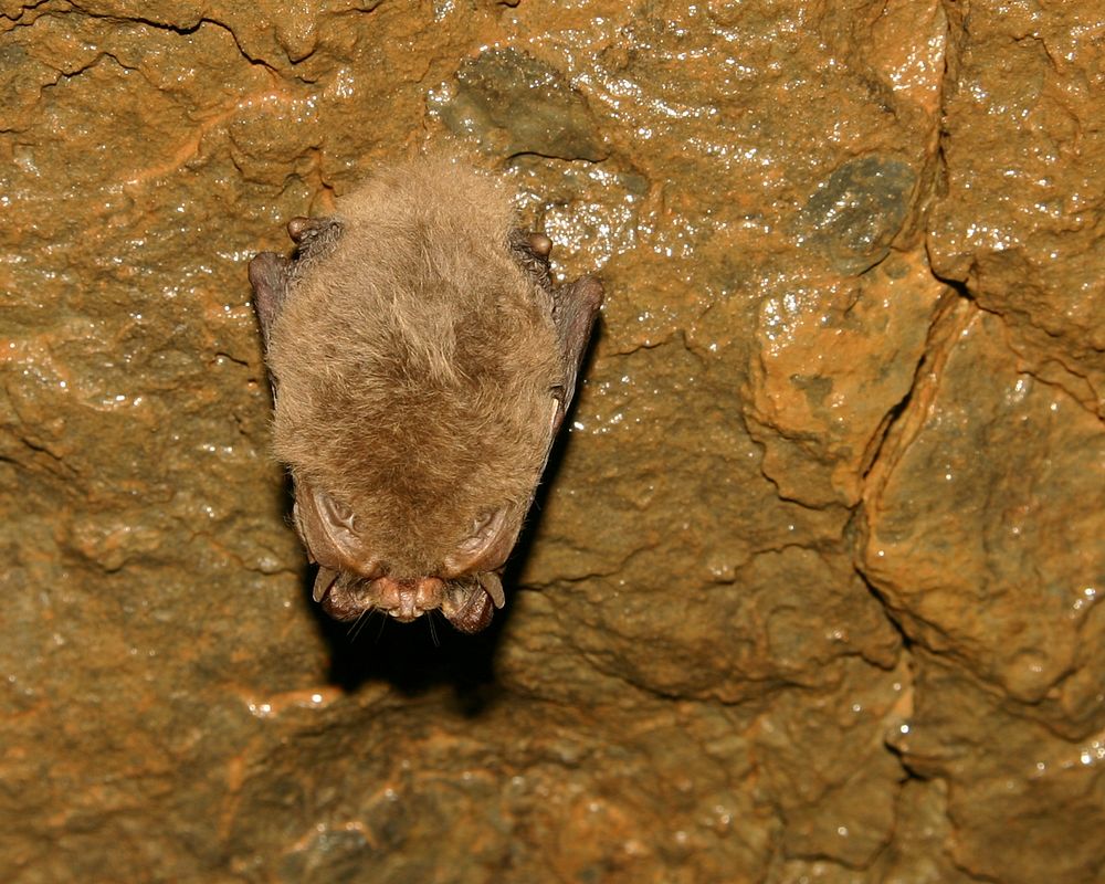Ozark Big-eared Bat HibernatingWhile hibernating, Ozark big-eared bats will fold their ears along their bodies.Photo by…