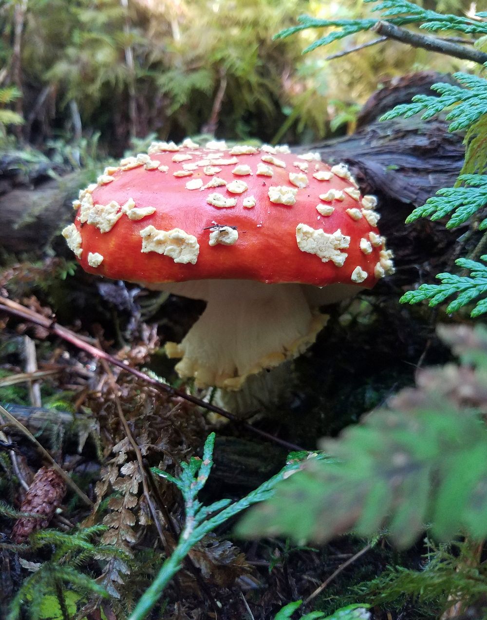 Amanita muscaria. Thorne Bay Ranger District, Tongass National Forest. Original public domain image from Flickr