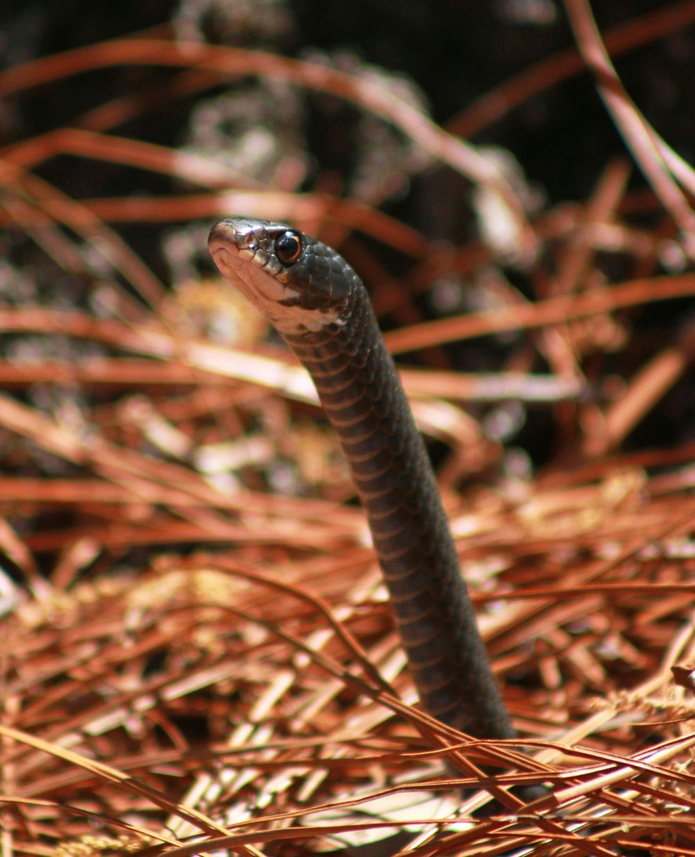 Southern Black Racer | Free Photo - Rawpixel