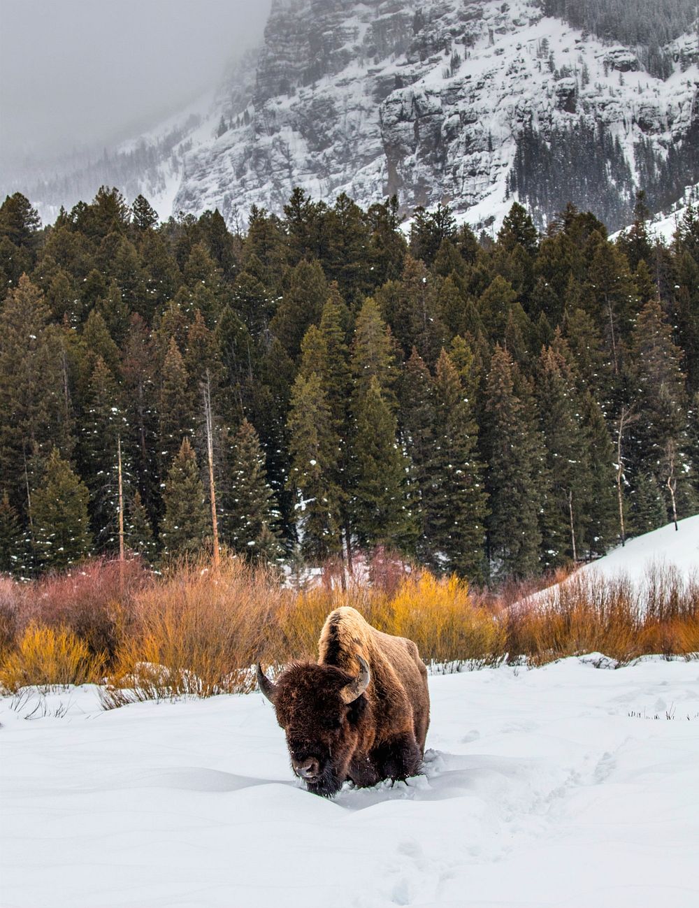 Bison in snowy Yellowstone national park, USA. Original public domain image from Flickr