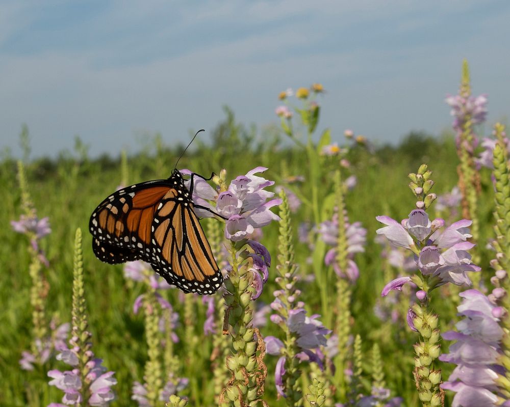 Monarch on obedient plantPhoto by Mike Budd/USFWS. Original public domain image from Flickr