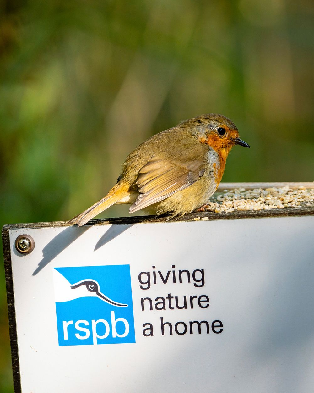 Cute bird. Animal conservation charity at Leighton Moss, Silverdale. Original public domain image from Flickr