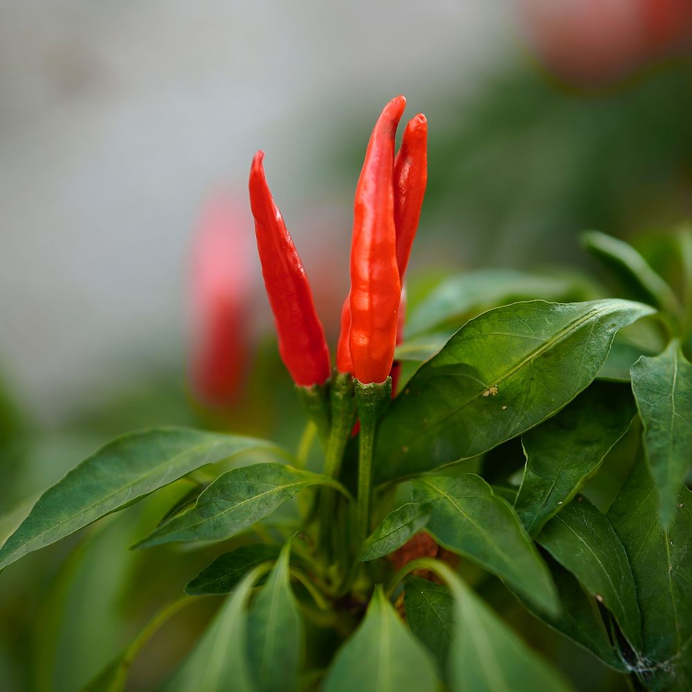 Chili pepper background. Free public domain CC0 image.