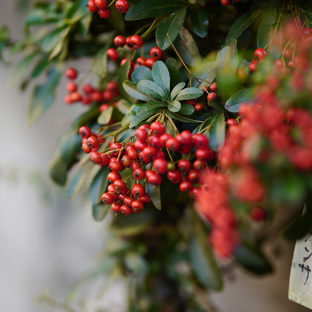 Closeup on red berries growing on tree. Free public domain CC0 image.