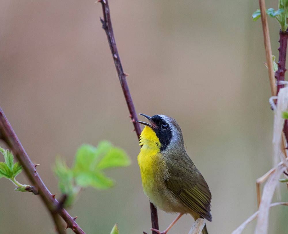 Common yellowthroatWe spotted this common yellowthroat at Schlee Waterfowl Production Area, a unit of Michigan Wetland…