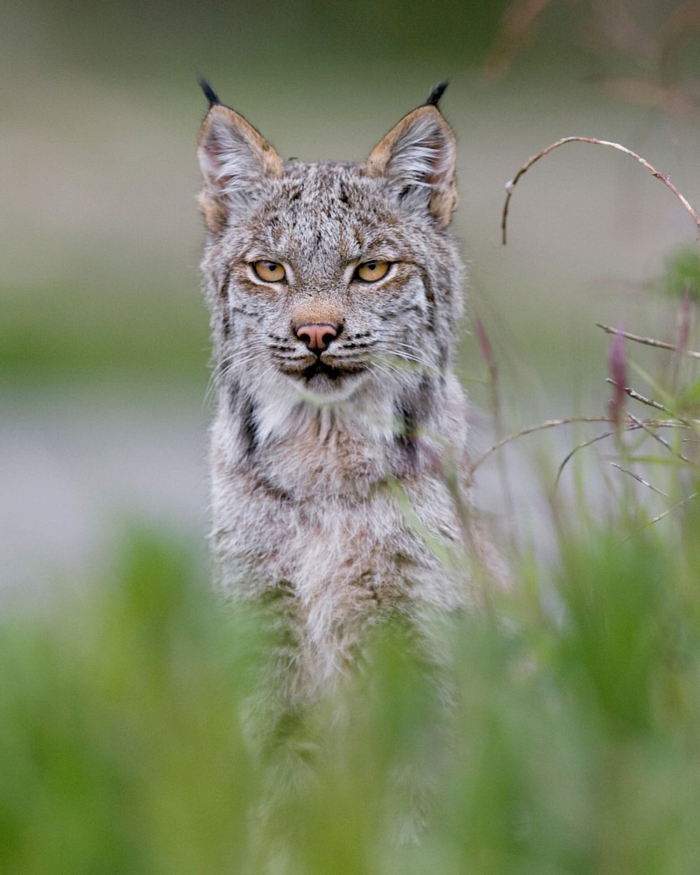 Lynx. Original public domain image from Flickr