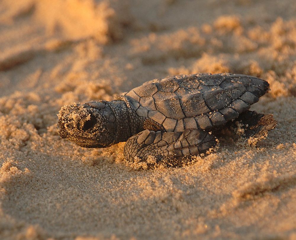 Turtle hatchling close-up, Texas. Original public domain image from Flickr