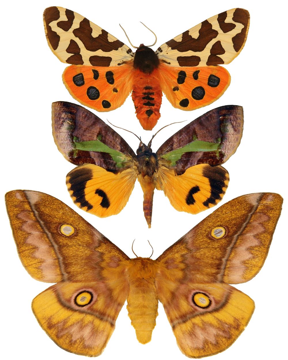 Moths. Original public domain image from Flickr